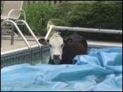 Cow in pool