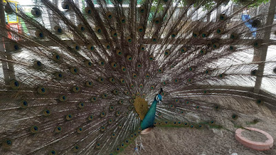 wordless wednesday peacock feathers