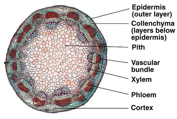 Dicot Stem Anatomy