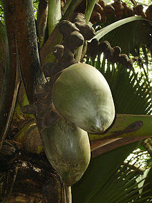 KELAPA UNIK BERBENTUK BOKONG - Coco de Mer