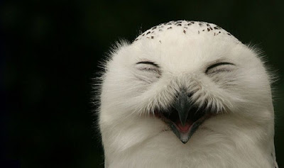 Laughing Owls Seen On www.coolpicturegallery.us