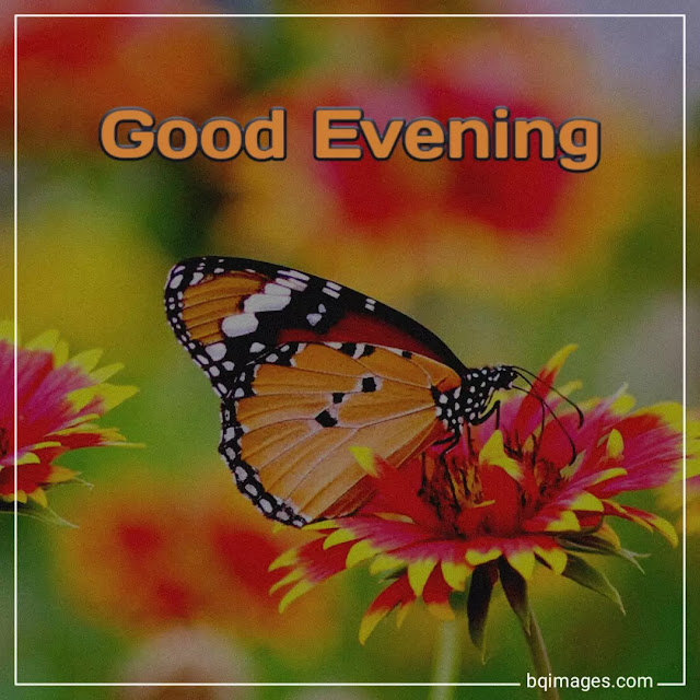 good evening flowers images