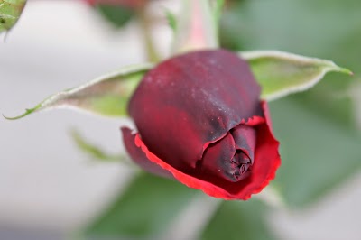 Flower Graden 