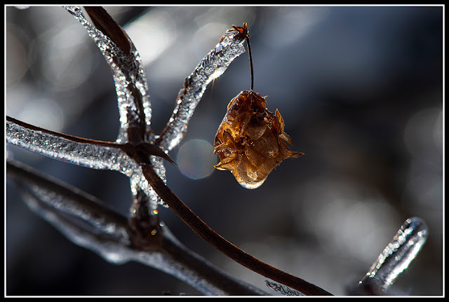 Nova Scotia; Ice Storm; Ice; Petite Riviere