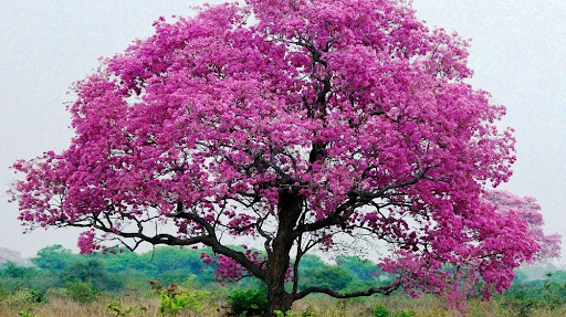 Mengenal Pohon Tabebuya dan Jenis-jenisnya