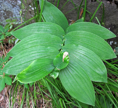 Листья Polygonatum biflorum