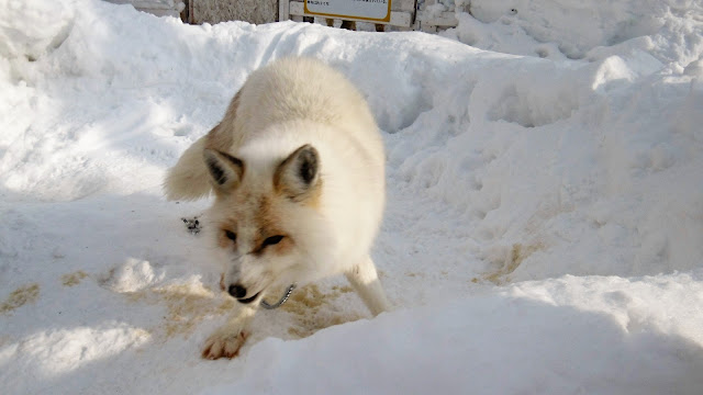 北海道 札幌 ノースサファリサッポロ