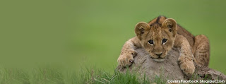 Cute Lion Cub Sitting on Rock Photos for Facebook