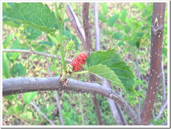Mulberry Tree Leaf