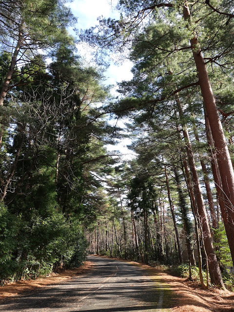 鳥取県西伯郡伯耆町丸山の赤松の森