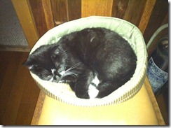 Missy sleeping