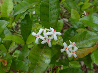 Myonima obovata - Bois de prune rat - Bois de buis