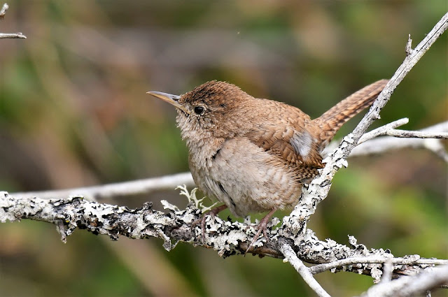 The industry and diligence of the House Wren Nesting Behavior when nest building is well known, built in two stages.