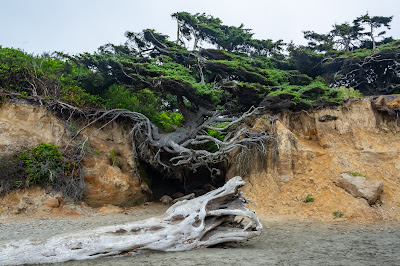 Tree of Life, Kalaloch Beach