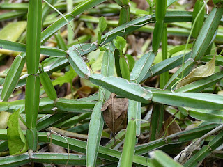 Liane carrée - Cisse à quatre angles - Cissus quadrangularis