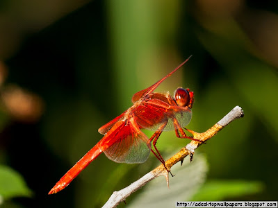 Dragonfly Animal Desktop Wallpapers, PC Wallpapers, Free Wallpaper, Beautiful Wallpapers, High Quality Wallpapers, Desktop Background, Funny Wallpapers http://adesktopwallpapers.blogspot.com