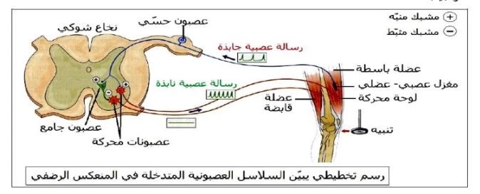 آلية الادماج العصبي.pdf | الأستاذ وصيفي ع الرحمان