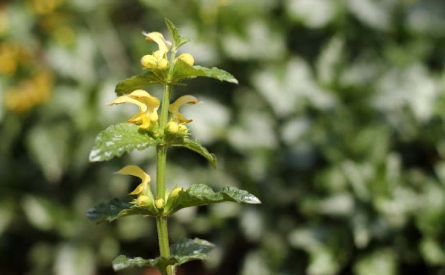 Yellow Archangel Flowers Pictures