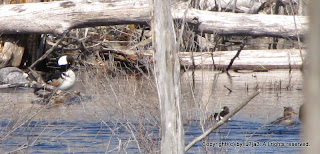 Hooded Merganser