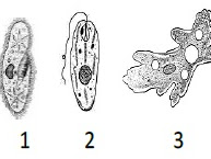 PREDIKSI UN BIOLOGI 2016 SERI 1 