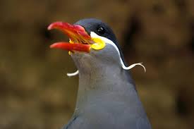Inca Tern,Si Burung Unik Yang Mempunyai Kumis