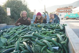 Big container full of fresh cucumbers, 3 of us on the side of the container