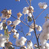 History of Cotton?