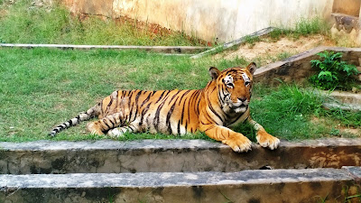 Tiger Safari Zoo