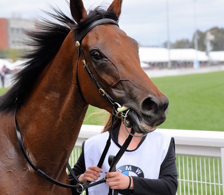 caulfield cup_bonneval 6