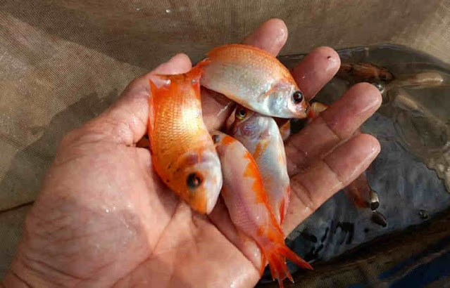 Supplier Jual Ikan Nila Bibit dan Konsumsi di Semarang, Jawa Tengah