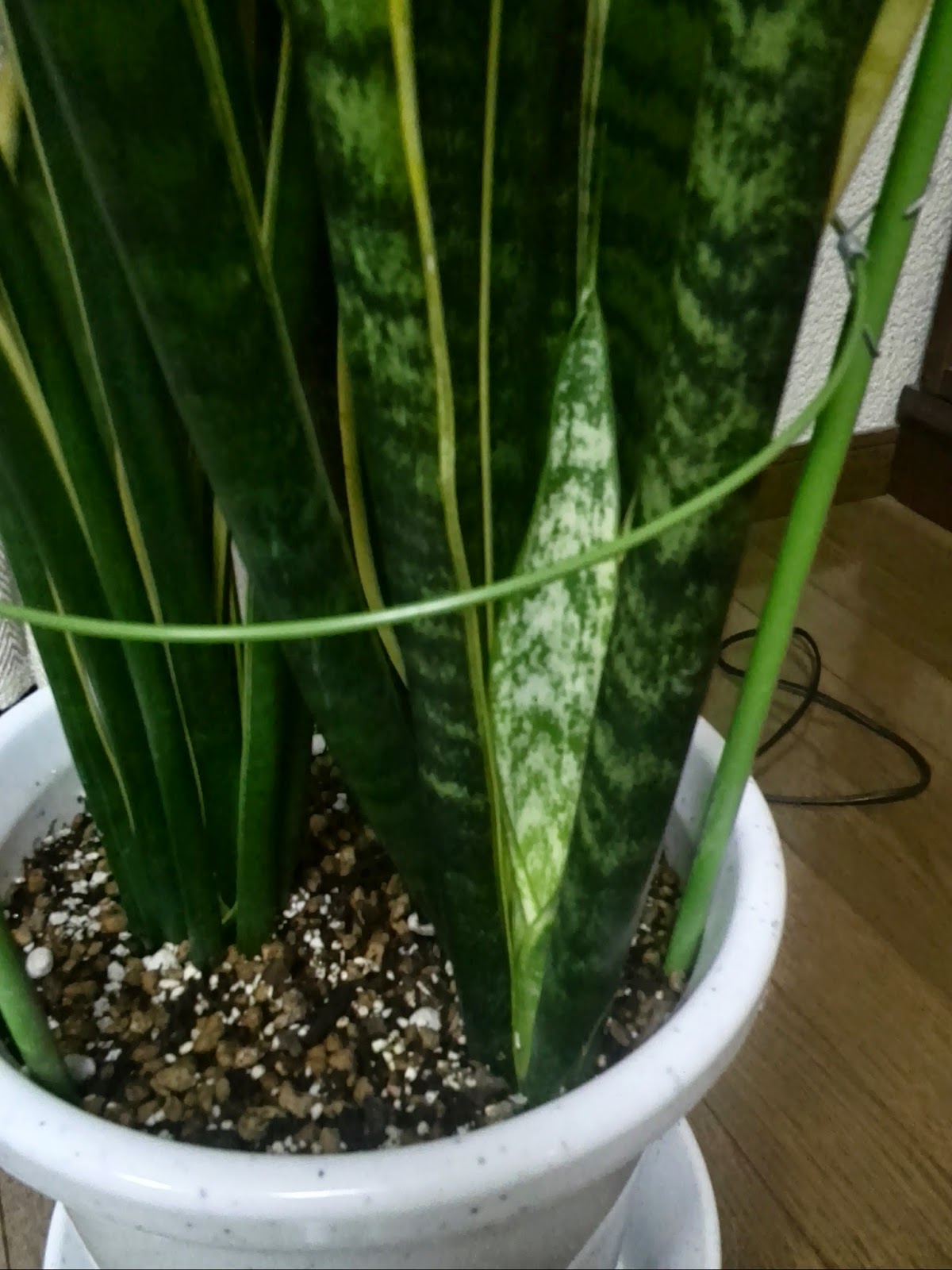 観葉植物育成日記 サンスベリアとモンステラの成長記録