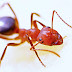 Handy Organic Ant Control for your Home