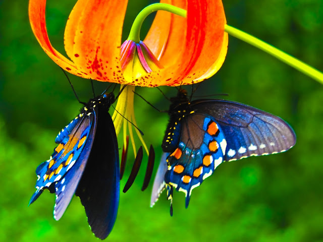 Lovely Blue Butterflies 