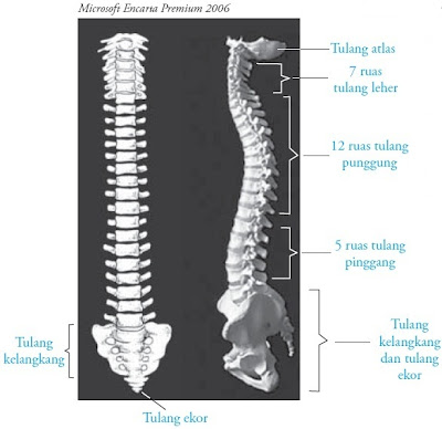 tulang belakang