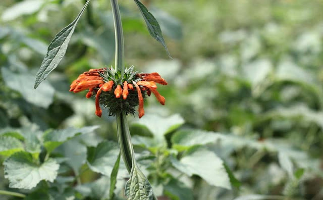 Lions Ear Flowers Pictures