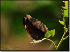 Doleschallia bisaltide continentalis-MYGopeng_20090312_0725-480