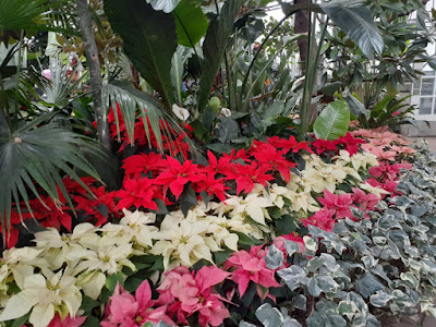 Allan Gardens Conservatory 2019 Winter Flower Show twentythree by garden muses--not another Toronto gardening blog