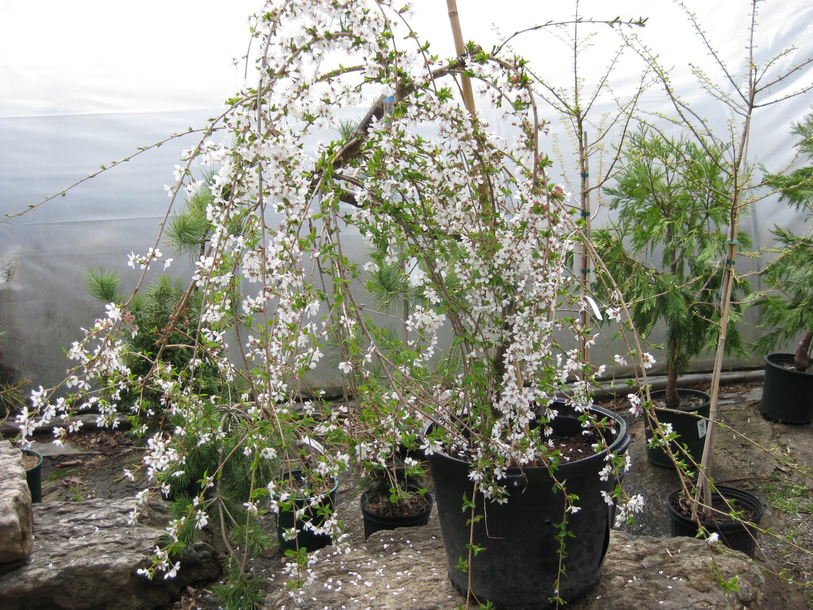 This Prunus 'Snow Fountain'