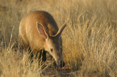 aardvarks photos and prices 