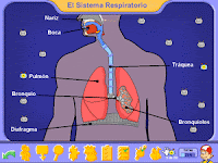 El sistema respiratorio / El aparato respiratorio