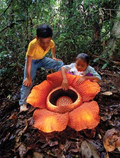 Tamaño de Rafflesia arnoldoni comparado con dos niños humanos.