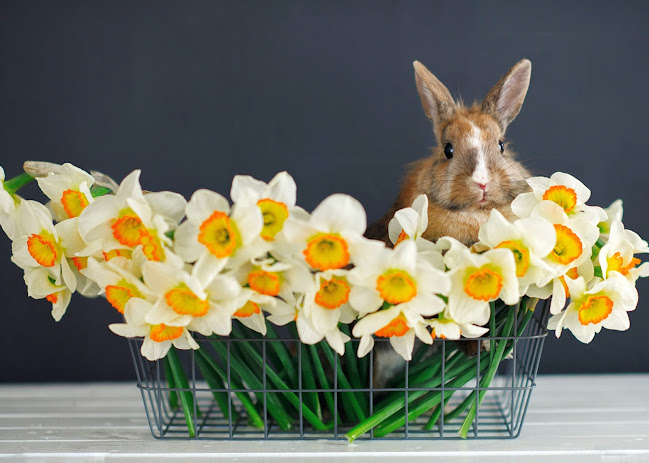 Rabbit care and maintenance