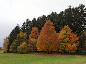 oranged and gold autumn trees