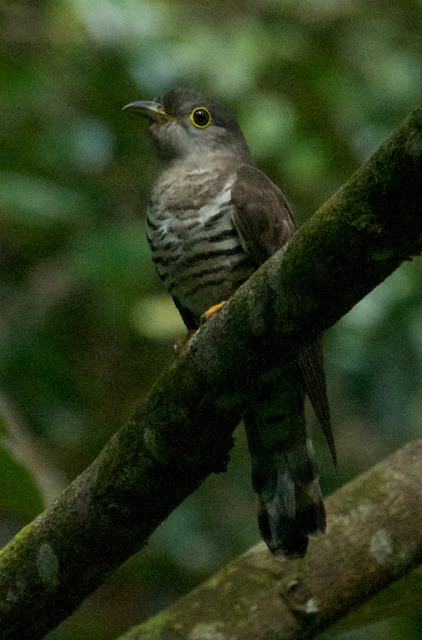  Indian Cuckoo (Cuculus micropterus)