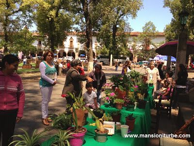 En Pátzcuaro trueque de Plantas en la Plaza Vasco de Quiroga