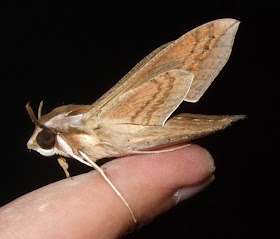 Silver-striped Hawk Moth Pictures