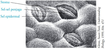 Stomata yang diapit sel penjaga pada lapisan epidermis