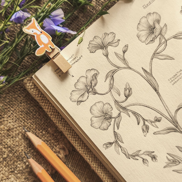 Len-obyknovennyj, Linum usitatissimum, risunok-botanika, flower, small flower, sketchbook, botanical  illustration, nature sketchbook