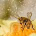 Mystic Misty Bee | Poetry of Light