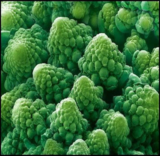 Ini Gambar Makanan Harian Kita Dari Mikroskop Elektron